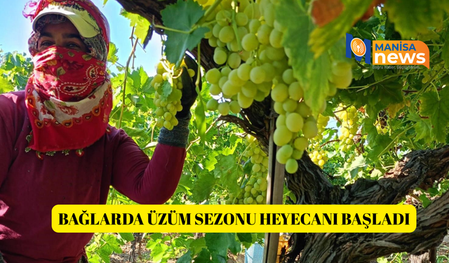 Bağlarda üzüm sezonu heyecanı başladı