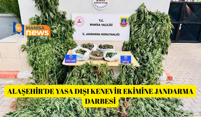 Alaşehir'de yasa dışı kenevir ekimine jandarma darbesi