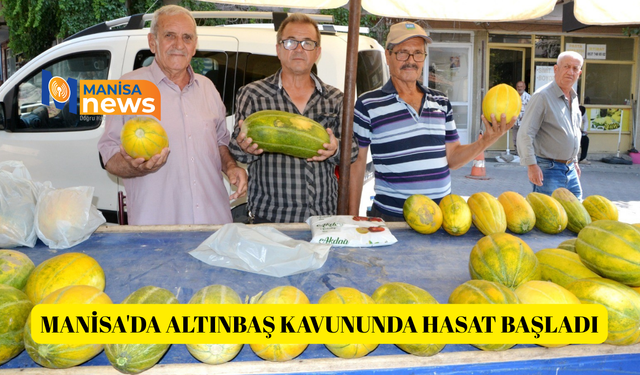 Manisa'da Altınbaş Kavununda hasat başladı