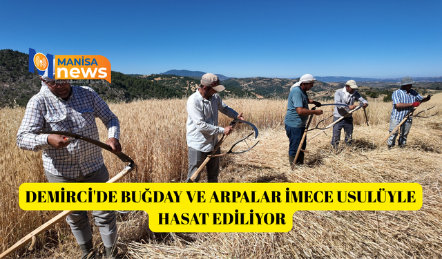 Demirci'de buğday ve arpalar imece usulüyle hasat ediliyor