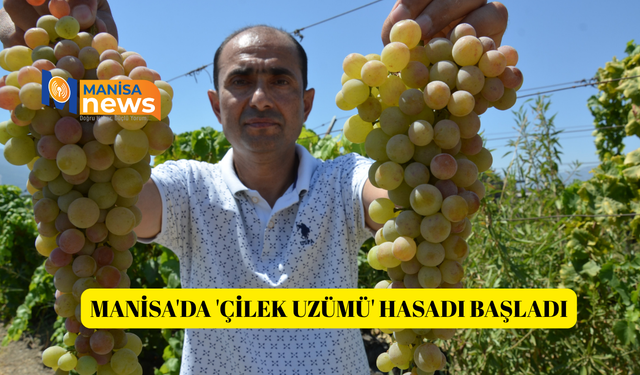 Manisa'da 'çilek uzümü' hasadı başladı