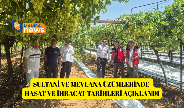 Sultani ve Mevlana üzümlerinde hasat ve ihracat tarihleri açıklandı