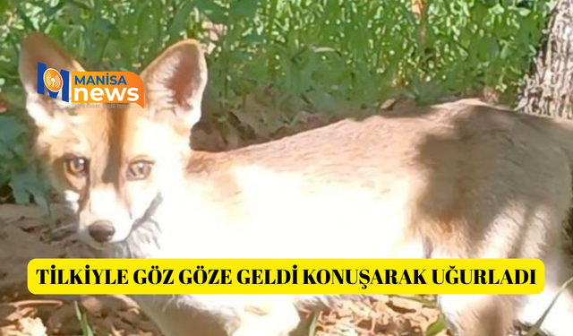 Tilkiyle göz göze geldi konuşarak uğurladı