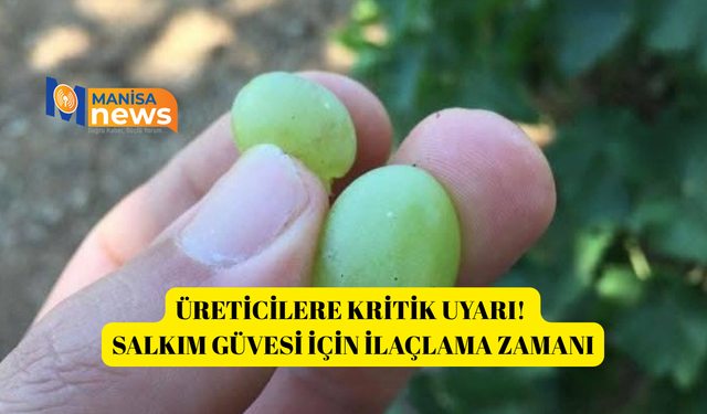 Üreticilere kritik uyarı! Salkım güvesi için ilaçlama zamanı