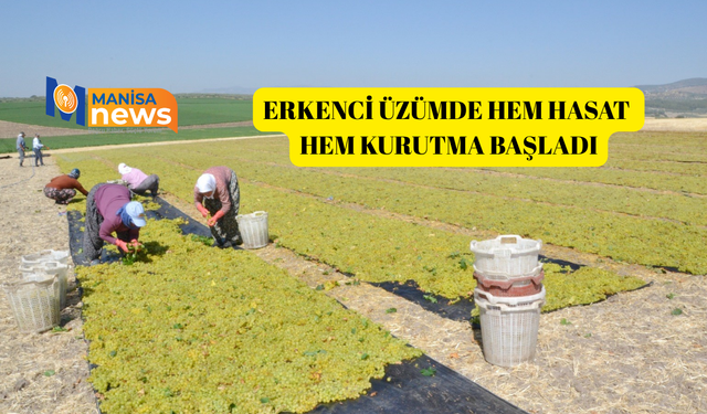 Erkenci üzümde hem hasat hem kurutma başladı