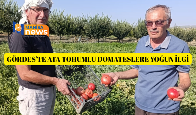 Gördes'te ata tohumlu domateslere yoğun ilgi