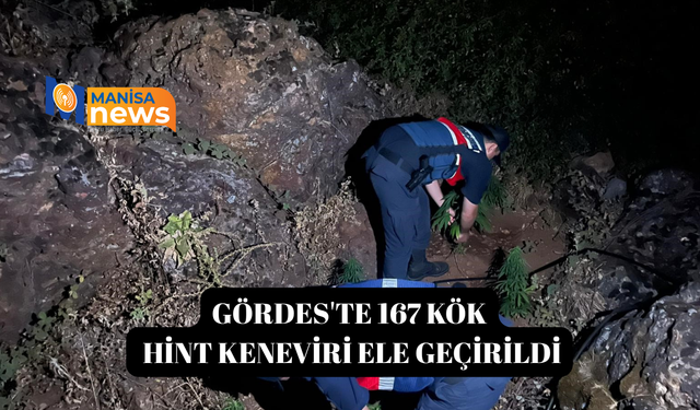 Gördes'te 167 kök Hint keneviri ele geçirildi
