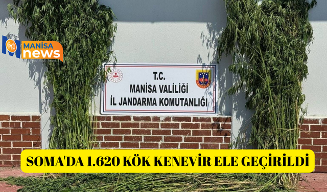 Soma'da 1.620 kök kenevir ele geçirildi