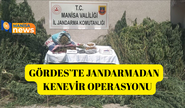 Gördes’te jandarmadan kenevir operasyonu
