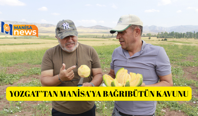 Kokusu, lezzeti, rengiyle farklı bağrıbütün hasadı başladı