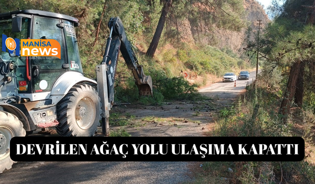 Alaşehir'de devrilen ağaç yolu ulaşıma kapattı