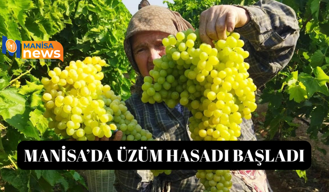 Sarıgöl'de üzüm hasadı başladı
