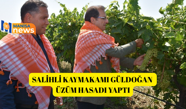 Salihli Kaymakamı Güldoğan üzüm hasadı yaptı