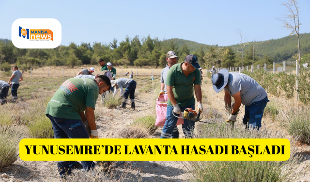 Yunusemre’de lavanta hasadı başladı