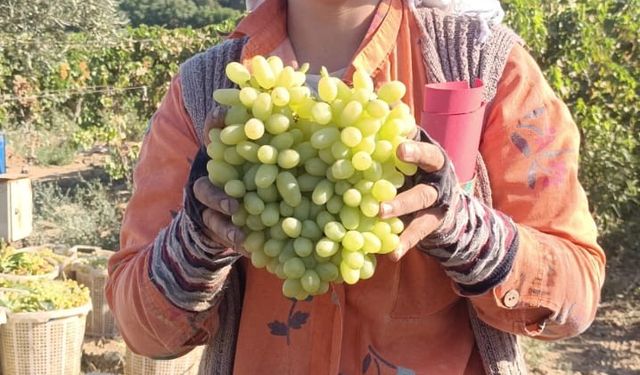 Sarıgöl'de hayat üzümle dönüyor