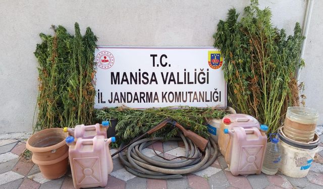 Yasa dışı kenevir eken şahıs tutuklandı