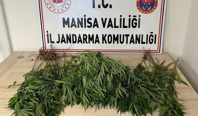Manisa’da bahçesine kenevir eken kişi tutuklandı