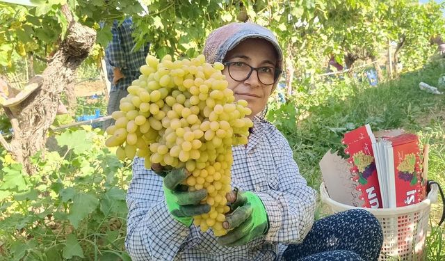 Sarıgöl’de yaş üzüm piyasası hareketlendi