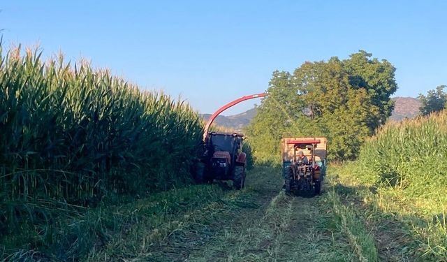 Besiciler mısır slaj yem yapımına başladı