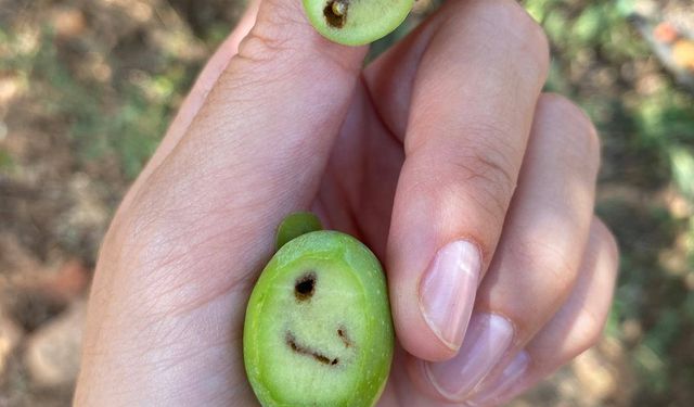 Salihli’de üreticiler zeytin sineğine karşı son kez uyarıldı