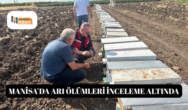 Manisa'da arı ölümleri inceleme altında