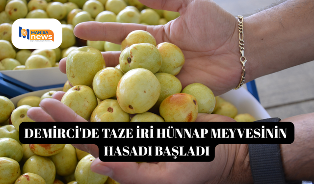Demirci'de taze iri hünnap meyvesinin hasadı başladı
