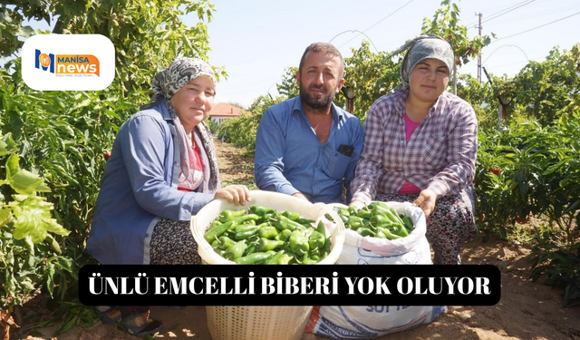 Ünlü Emcelli Biberi yok oluyor