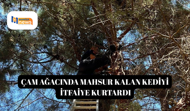 Çam ağacında mahsur kalan kediyi itfaiye kurtardı