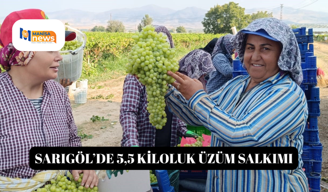 Sarıgöl’de 5,5 kiloluk üzüm salkımı