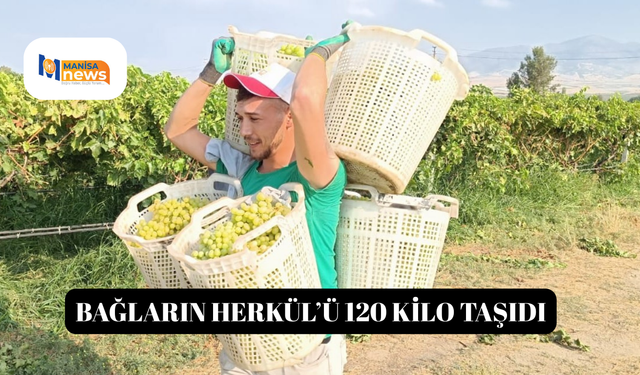 Bağların Herkül’ü 120 kilo taşıdı