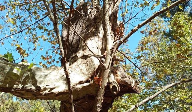 Yaşlı çınar küçük çınara kucak açtı