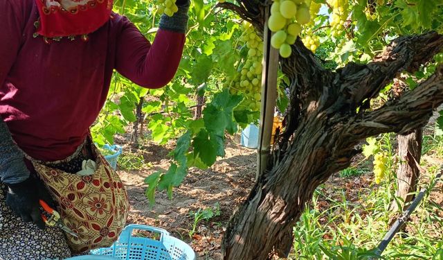Sarıgöl'de üzüm hasadı aralıksız devam ediyor