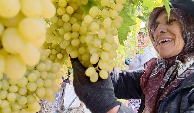 Sarıgöl’de üzüm hasadı hız kesmeden devam ediyor