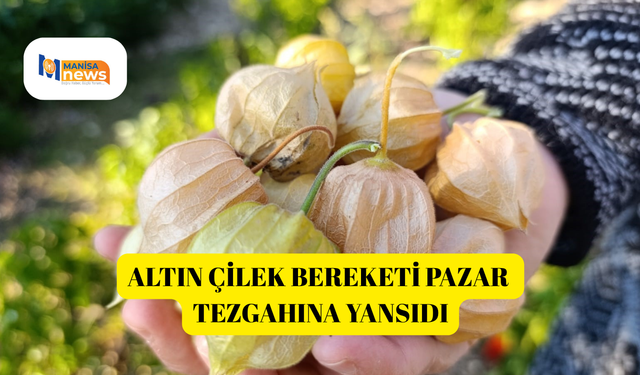 Altın Çilek bereketi pazar tezgahına yansıdı