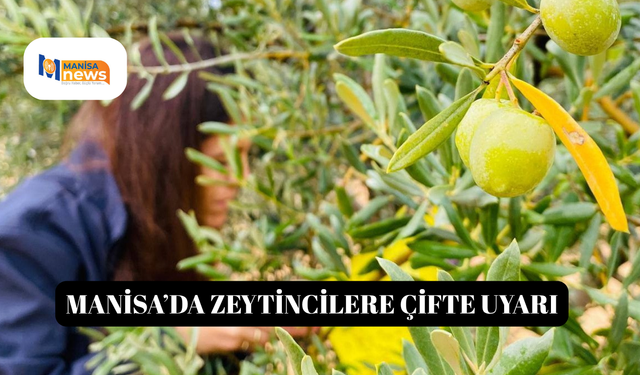 Manisa’da zeytincilere çifte uyarı