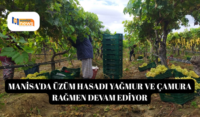 Manisa'da üzüm hasadı yağmur ve çamura rağmen devam ediyor