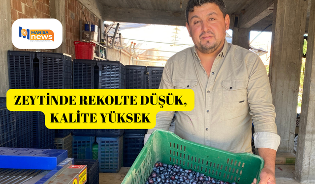 Alaşehir'de zeytinde rekolte düşük, kalite yüksek