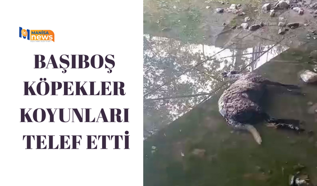 Başıboş köpekler koyunları telef etti