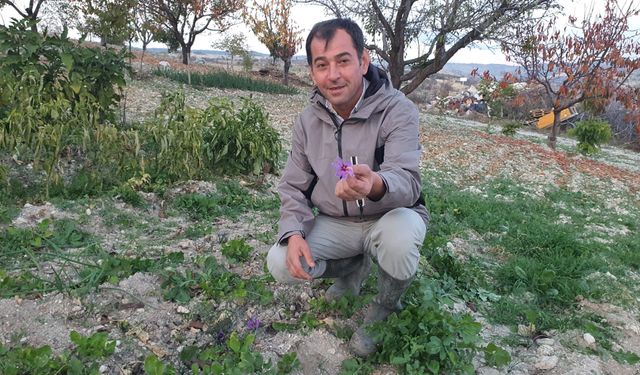 Demirci'de safran çiçeği yetiştirildi