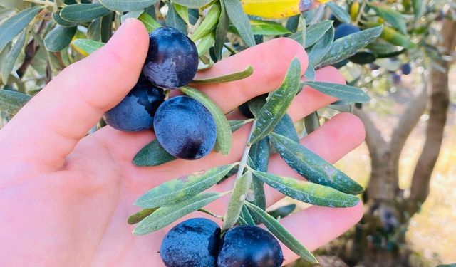 Salihli’de üreticilere zeytin dal kanseri uyarısı