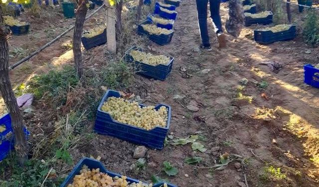 Sarıgöl’de örtüaltı üzüm hasadı devam ediyor