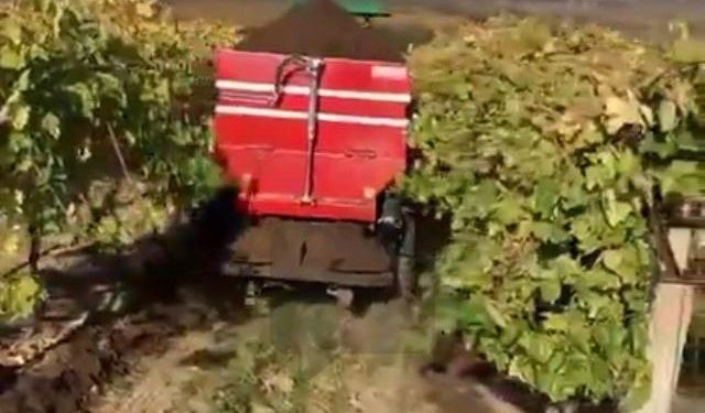 Sarıgöl’de bağlara kışlık doğal gübre verilmeye başlandı