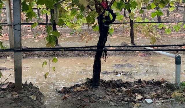 Sarıgöl’de özlenen yağışlar çiftçinin yüzünü güldürdü