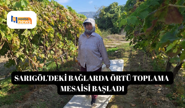 Sarıgöl'deki bağlarda örtü toplama mesaisi başladı