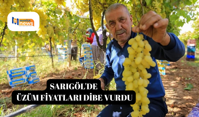 Sarıgöl'de üzüm fiyatları dibe vurdu