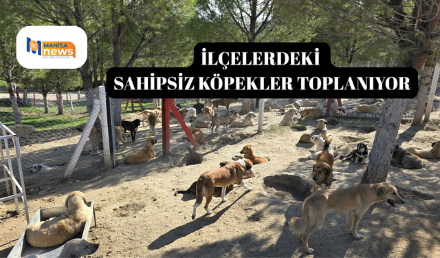 İlçelerdeki sahipsiz köpekler toplanıyor
