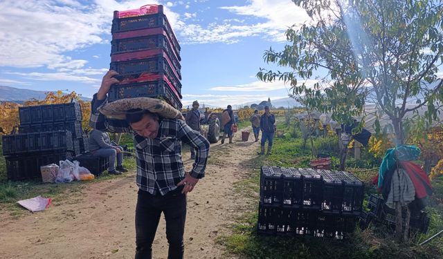 Sarıgöl’de üzüm kesimi aralık ayında da sürüyor