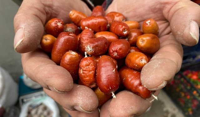 Alaşehir'de iğde ağaçlarının sayısı her geçen gün azalıyor