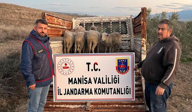 Manisa’da çalınan koyunlar, jandarma tarafından bulundu