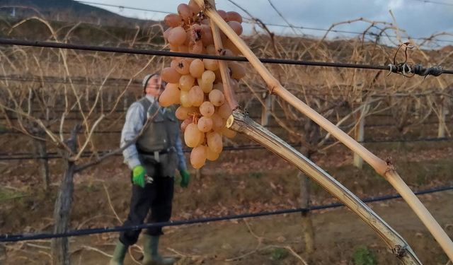 Soğukta budanan bağlardan işçilere tatlı sürpriz